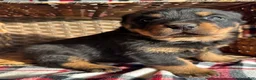 Rottweiler dogs for sale: Rottweiler Puppy 1 Rocky - Ad 3