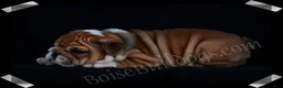 English Bulldog dogs for sale:  Helga (F) - Ad 18