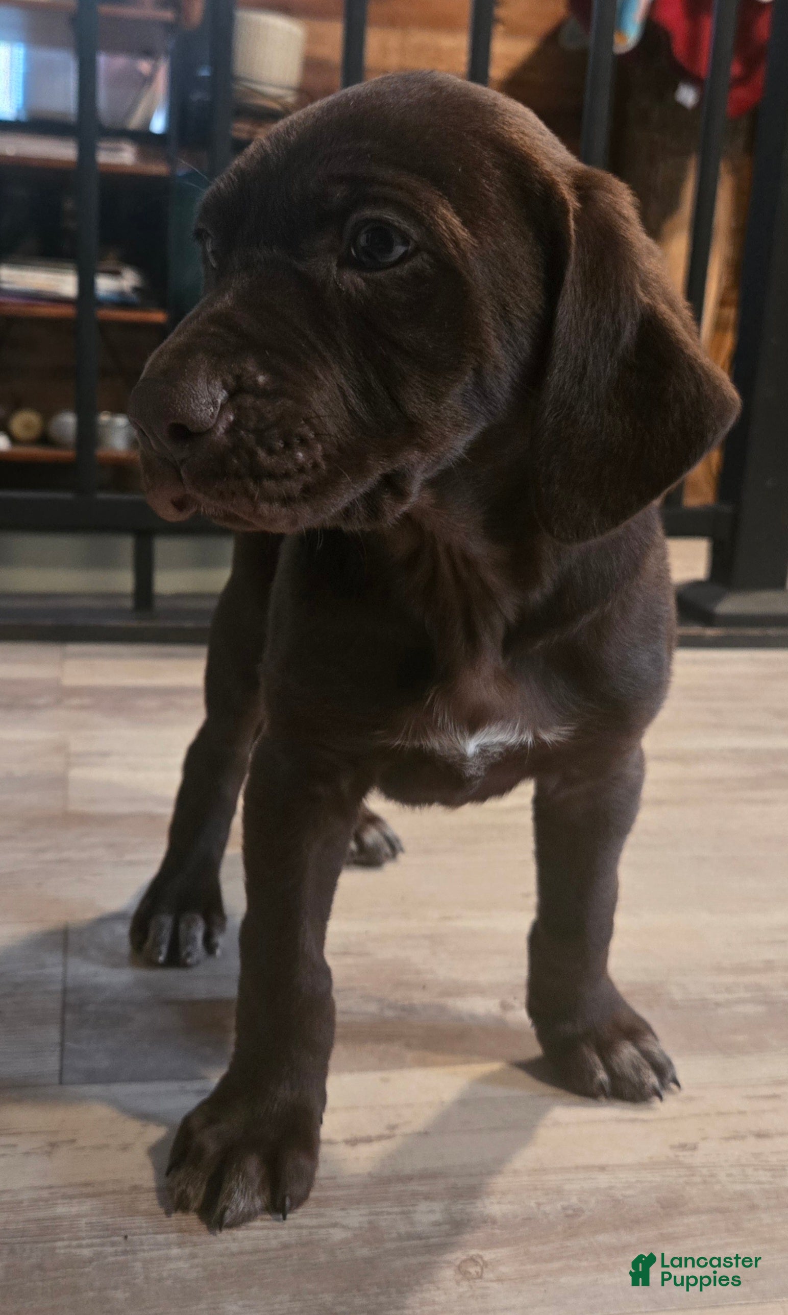 Mixed Breed dogs Chocolate girl #2 - Ad 2