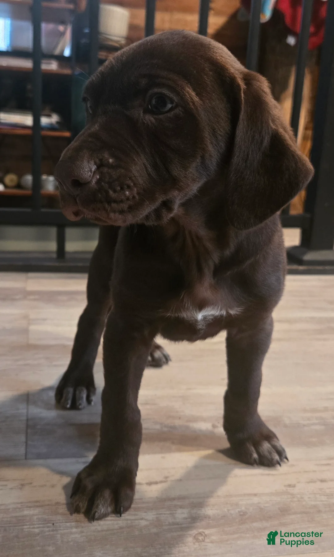 Mixed Breed dogs for sale: Chocolate girl #2 - Ad 2