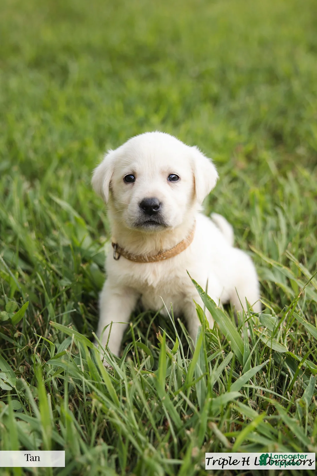 Labrador Retriever dogs for sale: Tan Collar - Ad 2