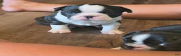 Boston Terrier dogs for sale: Boston Terrier 2 - Ad 1
