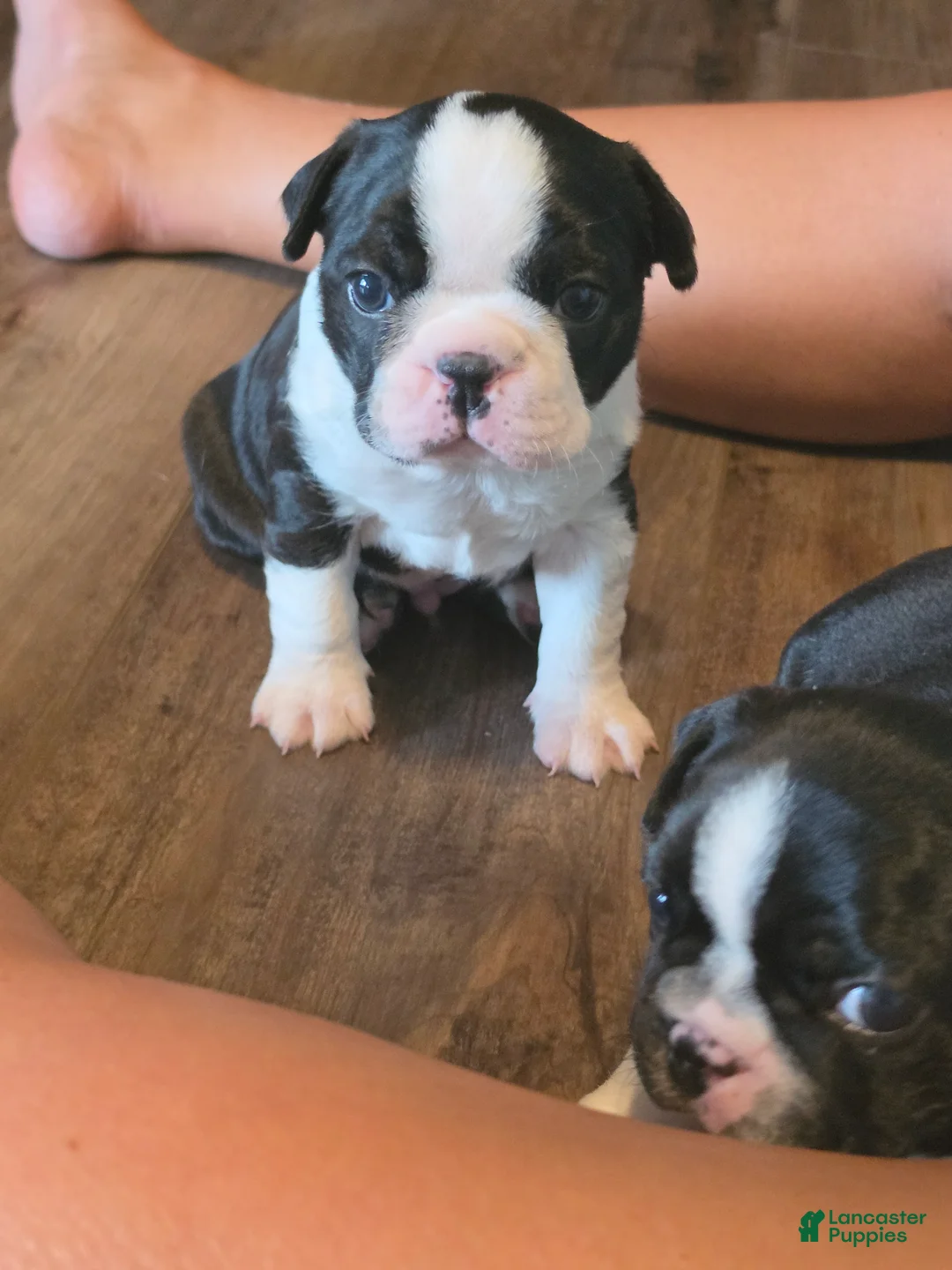Boston Terrier dogs for sale: Boston Terrier 2 - Ad 1