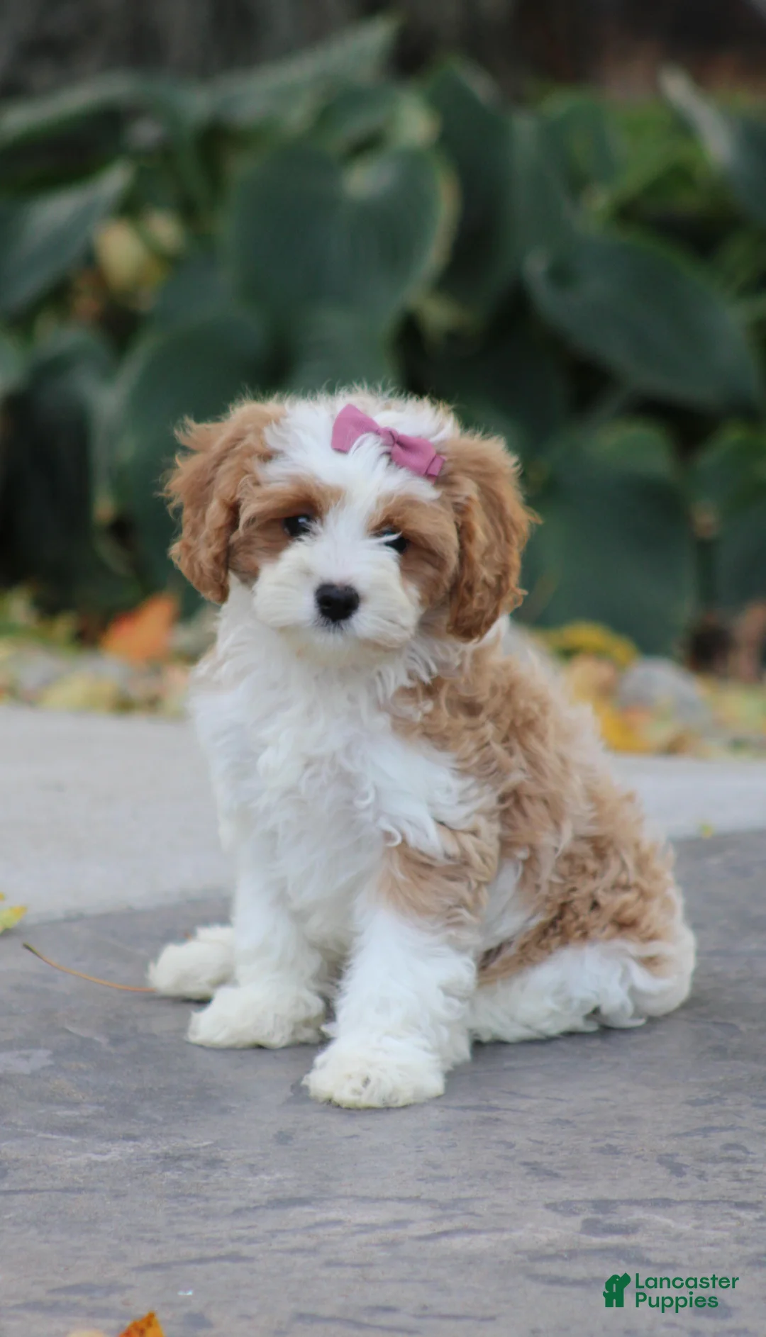 Cavapoo dogs for sale: Sophia - Ad 2