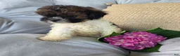 Shihpoo dogs for sale: Rosey - Ad 8