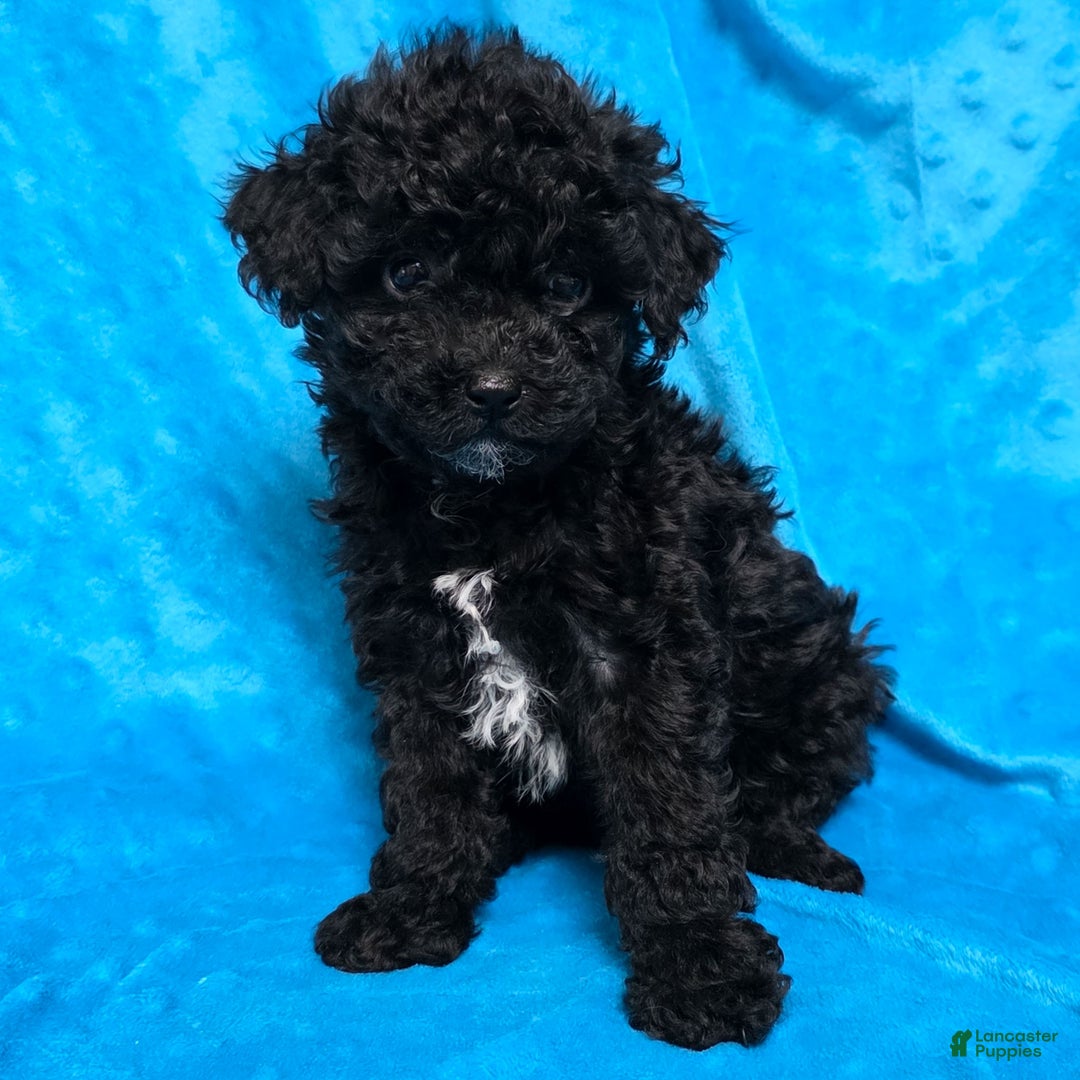 Mixed Breed dogs for sale: Dixon - Ad 4