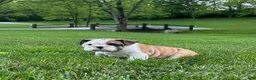 English Bulldog dogs for sale: Zaxton - Ad 1