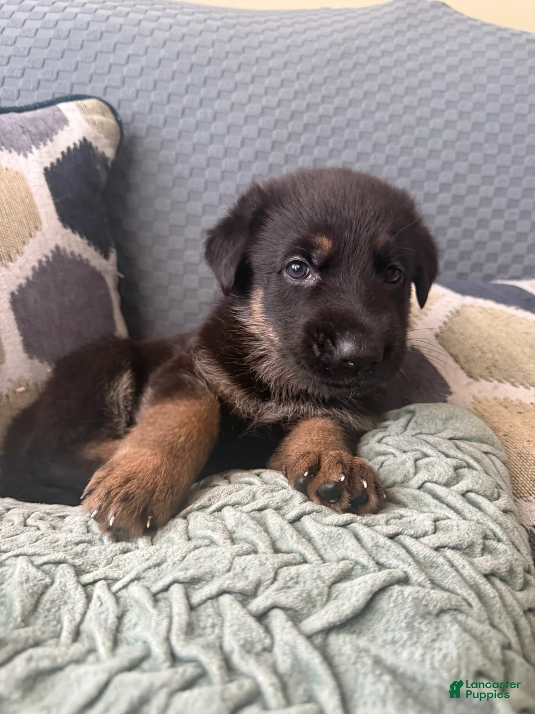 German Shepherd dogs for sale: German Shepherd Puppy 4-Black - Ad 1