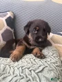 German Shepherd Puppy 4-Black