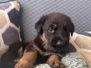 German Shepherd dogs German Shepherd Puppy 4-Black - Ad 12