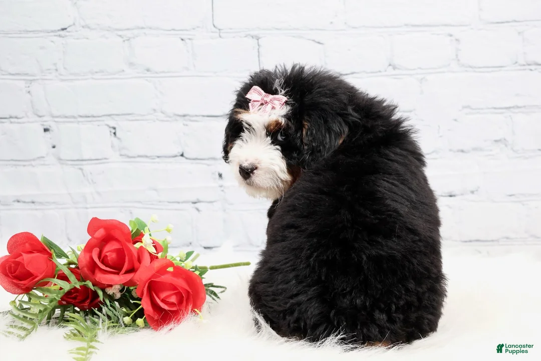 Mini Bernedoodle dogs for sale: Demi - Ad 4