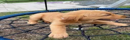 Golden Retriever dogs for sale: Stella - Ad 2