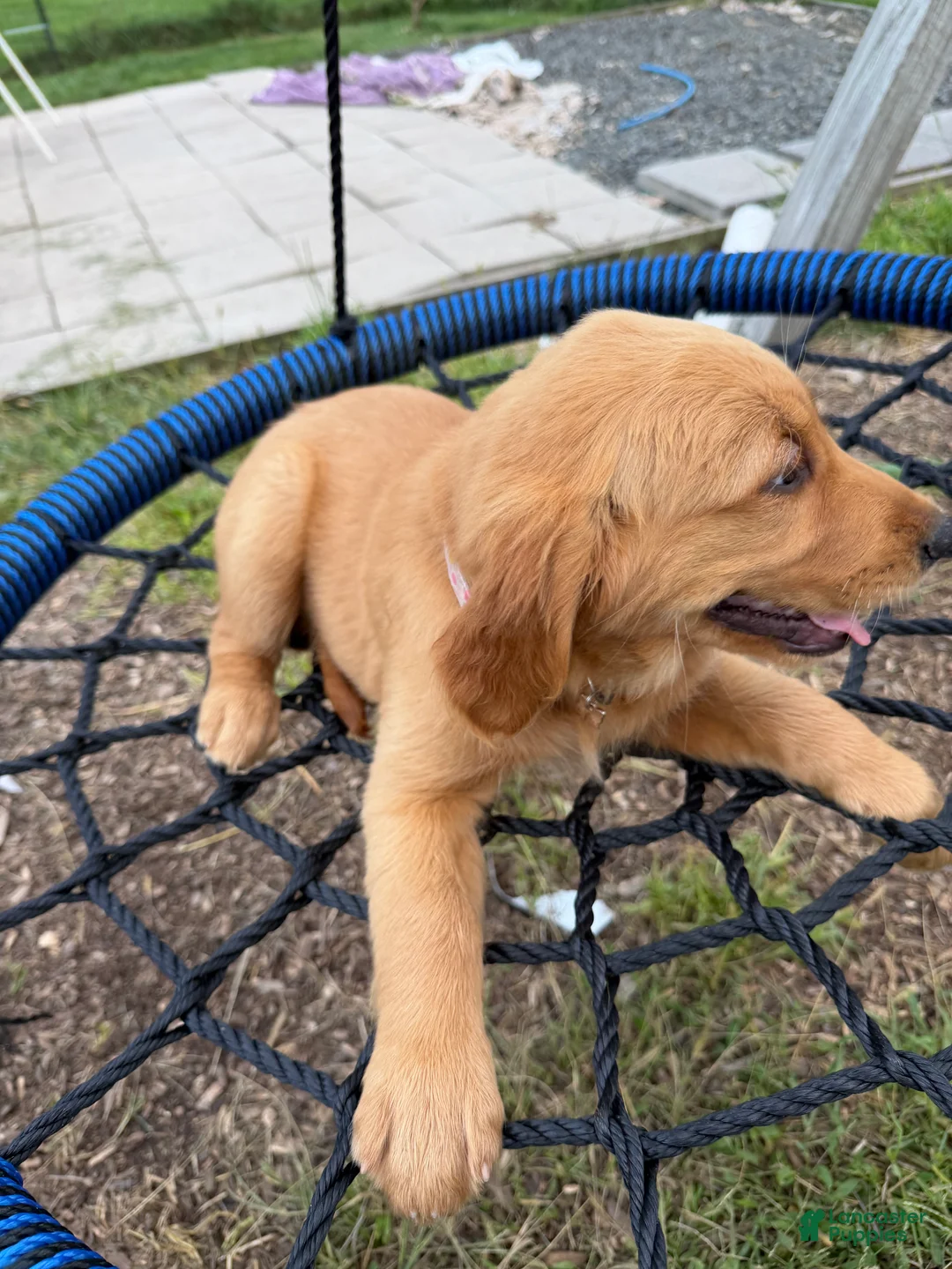 Golden Retriever dogs for sale: Stella - Ad 2