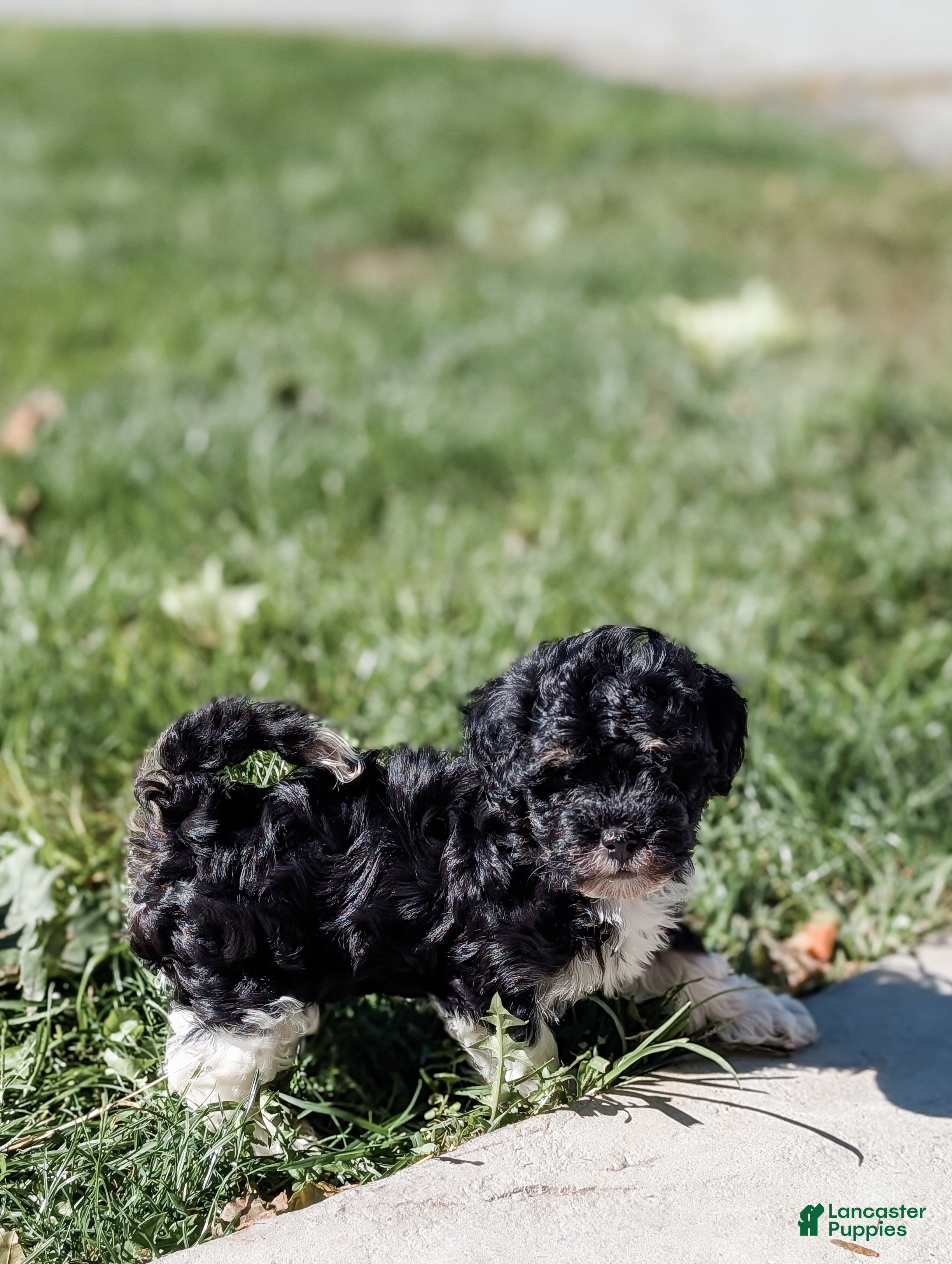 Havanese dogs Tucker - Ad 2