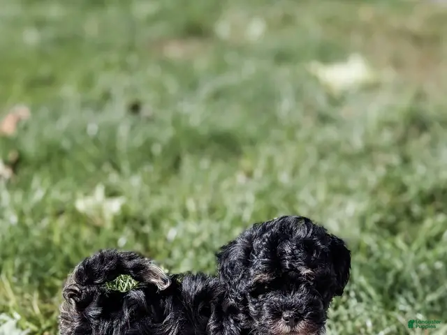 Havanese dogs Tucker - Ad 2