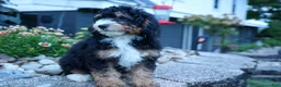 Mini Bernedoodle dogs for sale: Yandel 🦴 - Ad 18