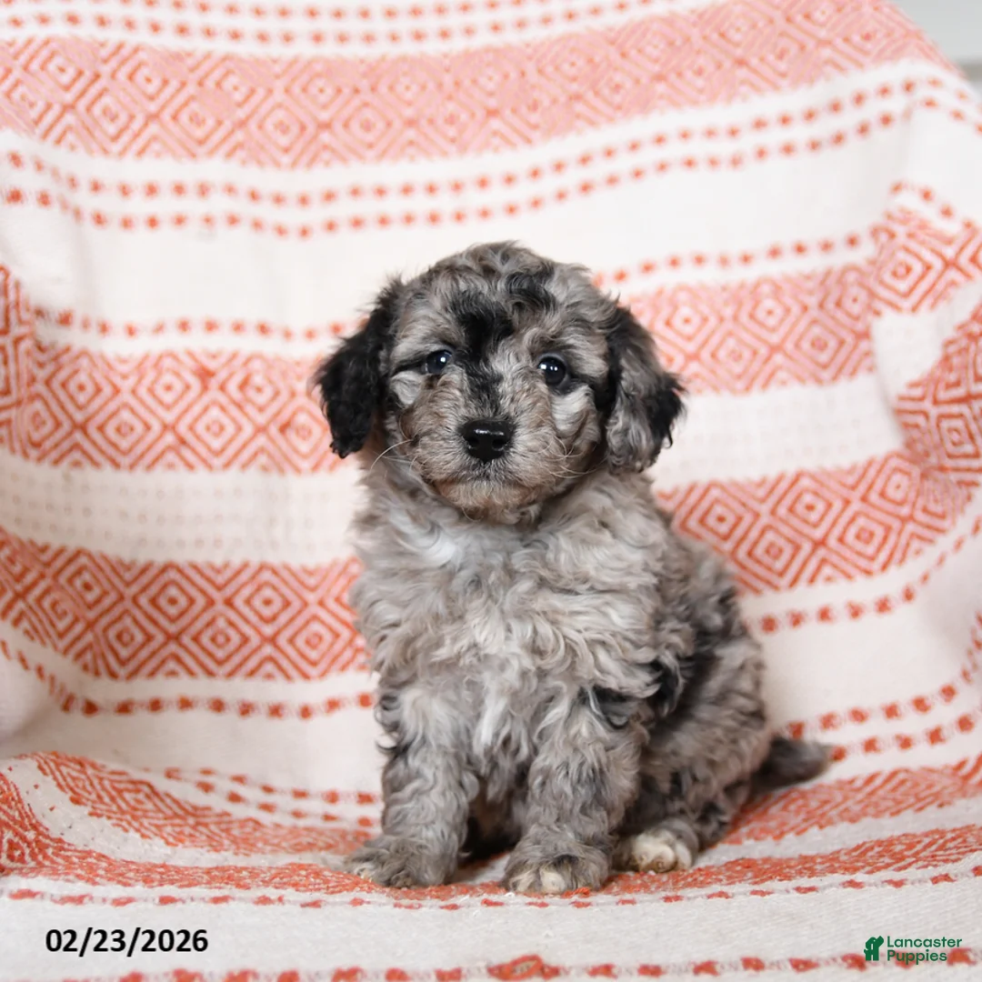 Miniature Poodle dogs for sale: Bonnie - Ad 3