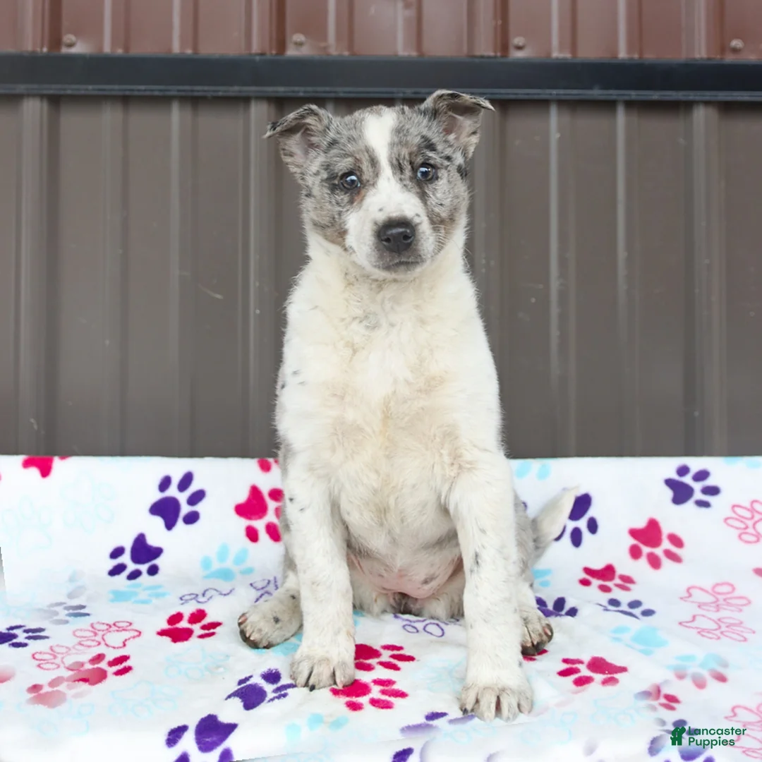 Mixed Breed dogs for sale: Darcy - Ad 3