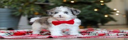 Yorkiepoo dogs for sale: Jayden - Ad 5