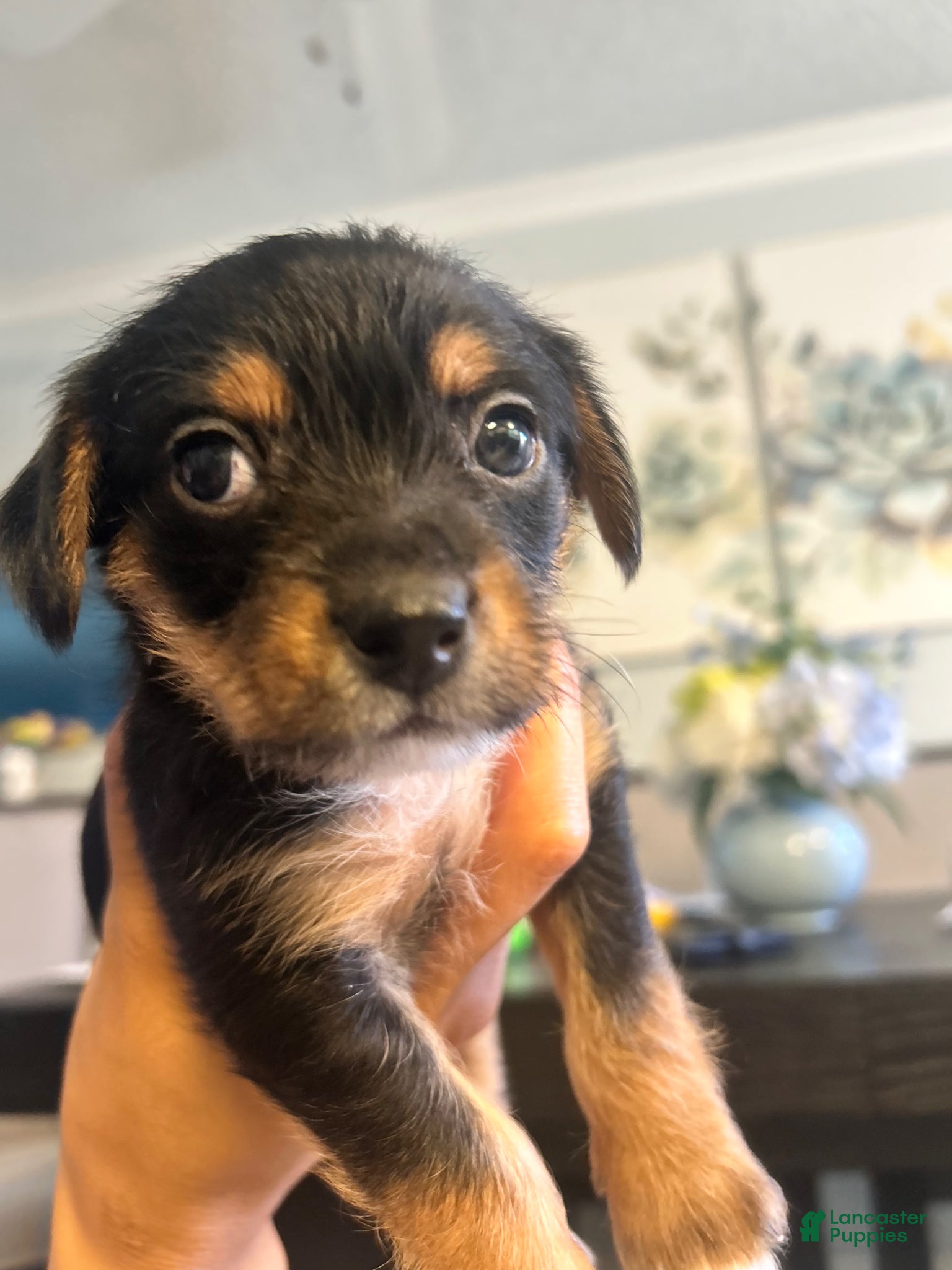Mixed Breed dogs Mixed Breed Puppy 2 - Ad 25