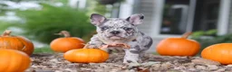 French Bulldog dogs for sale: Hope - Ad 9