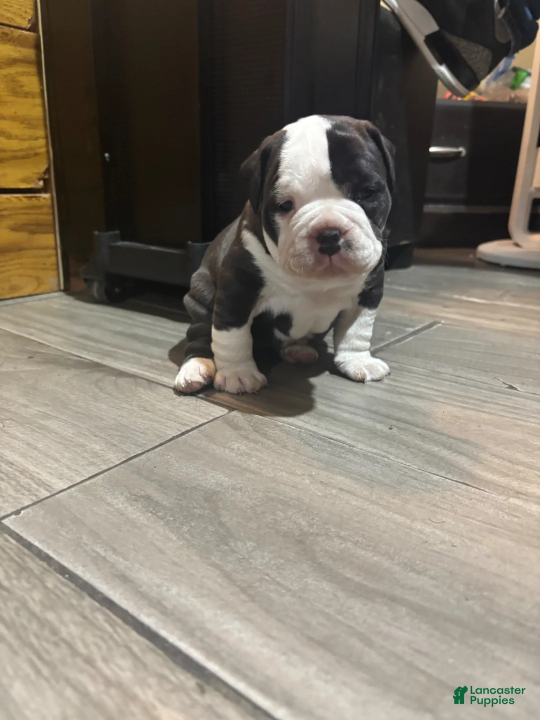 Olde English Bulldogge dogs for sale: Olde English Bulldogge Puppy 1 - Ad 1
