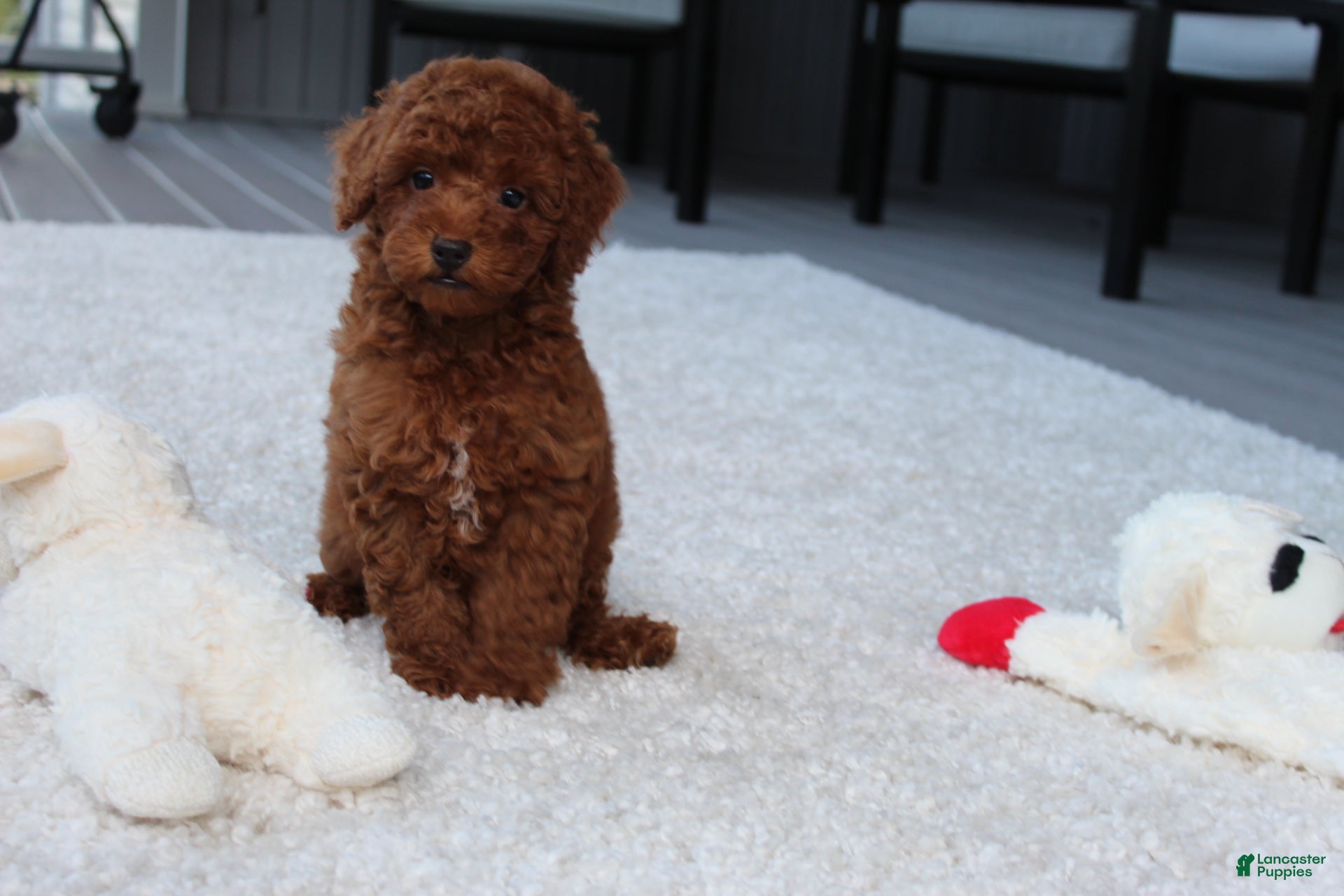Toy Poodle dogs Ashton - Ad 2