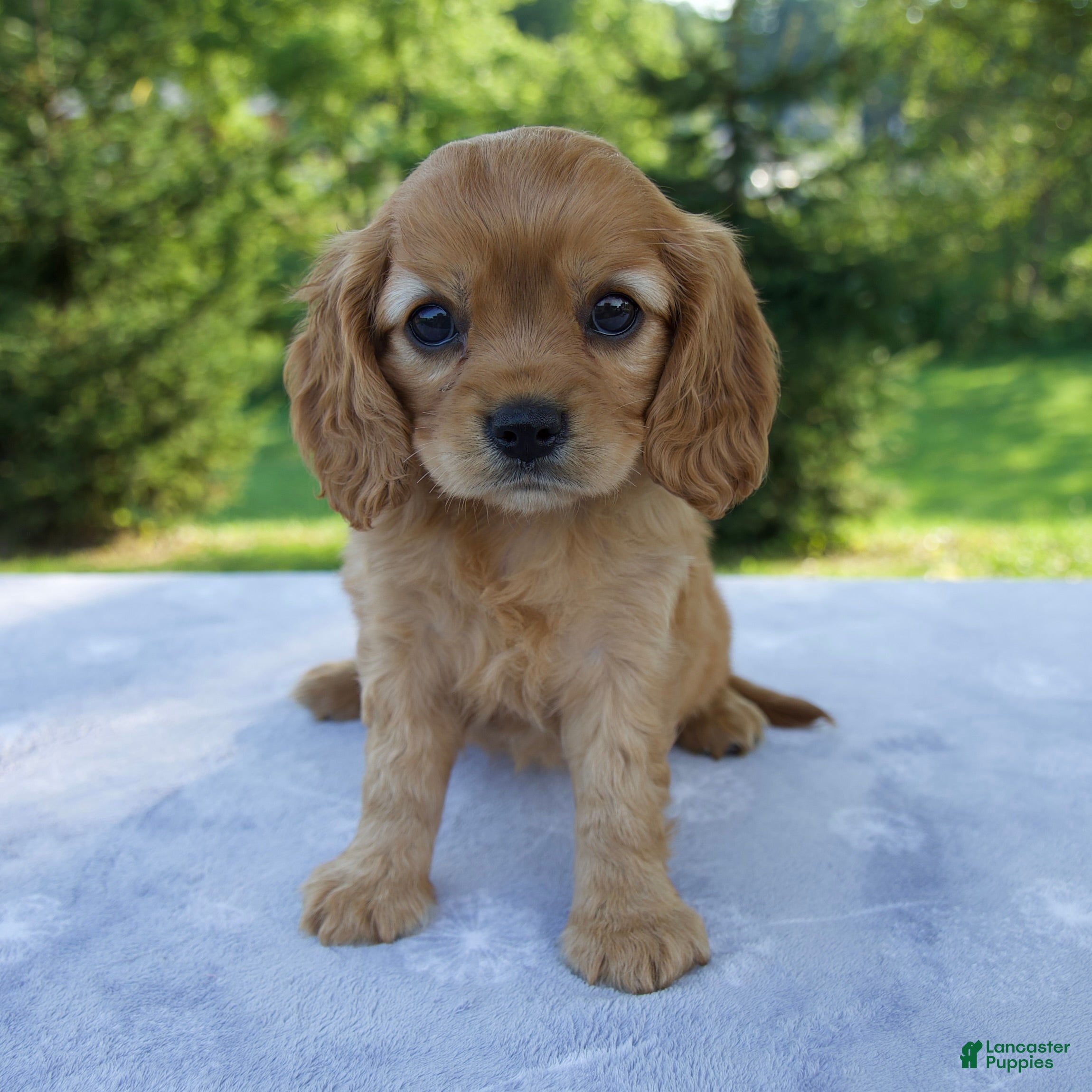 Mixed Breed dogs Roxy - Ad 1