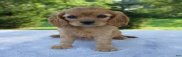 Mixed Breed dogs for sale: Roxy - Ad 1