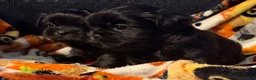 Shih Tzu dogs for sale: Shih Tzu 3 - Ad 6