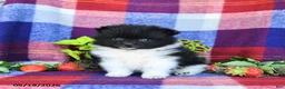 Pomeranian dogs for sale: Fluff  - Ad 2