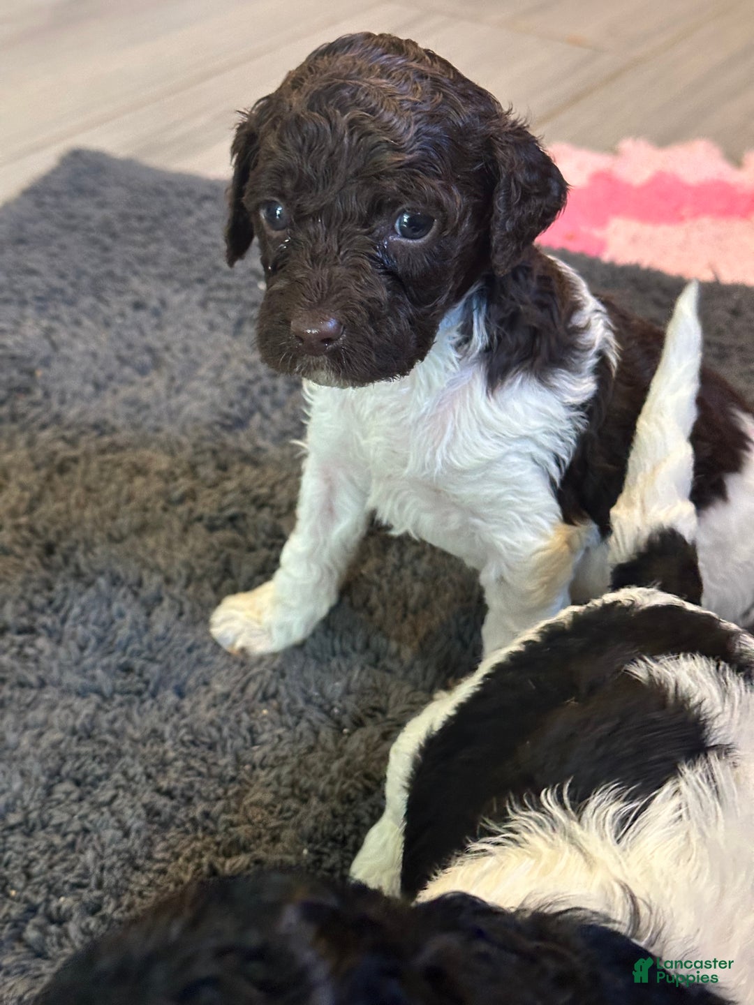 Mini Goldendoodle dogs for sale: Mini Goldendoodle Puppy 4 - Ad 1