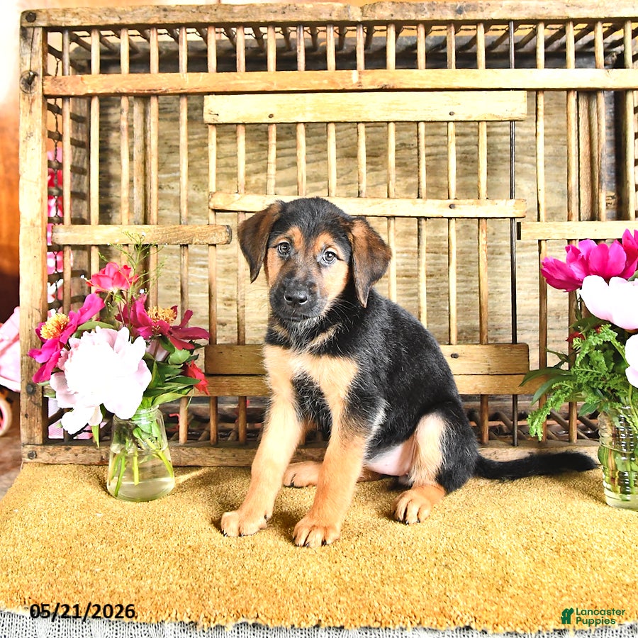 Golden Shepherd dogs River - Ad 1