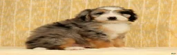 Mini Bernedoodle dogs for sale: Ollie - Ad 7