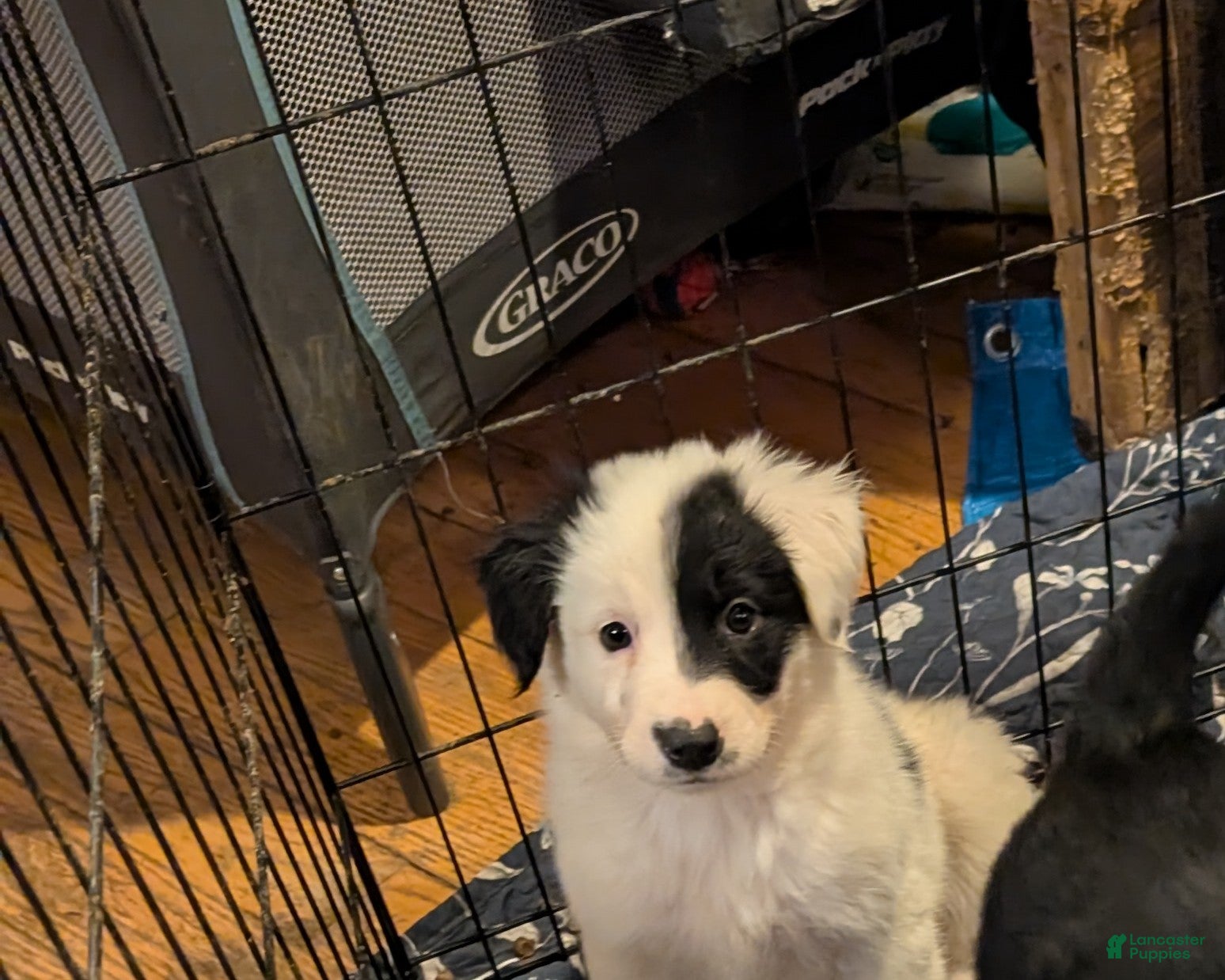 Mixed Breed dogs Dakota - Ad 1