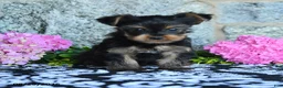 Yorkshire Terrier dogs for sale: Fritz - Ad 4