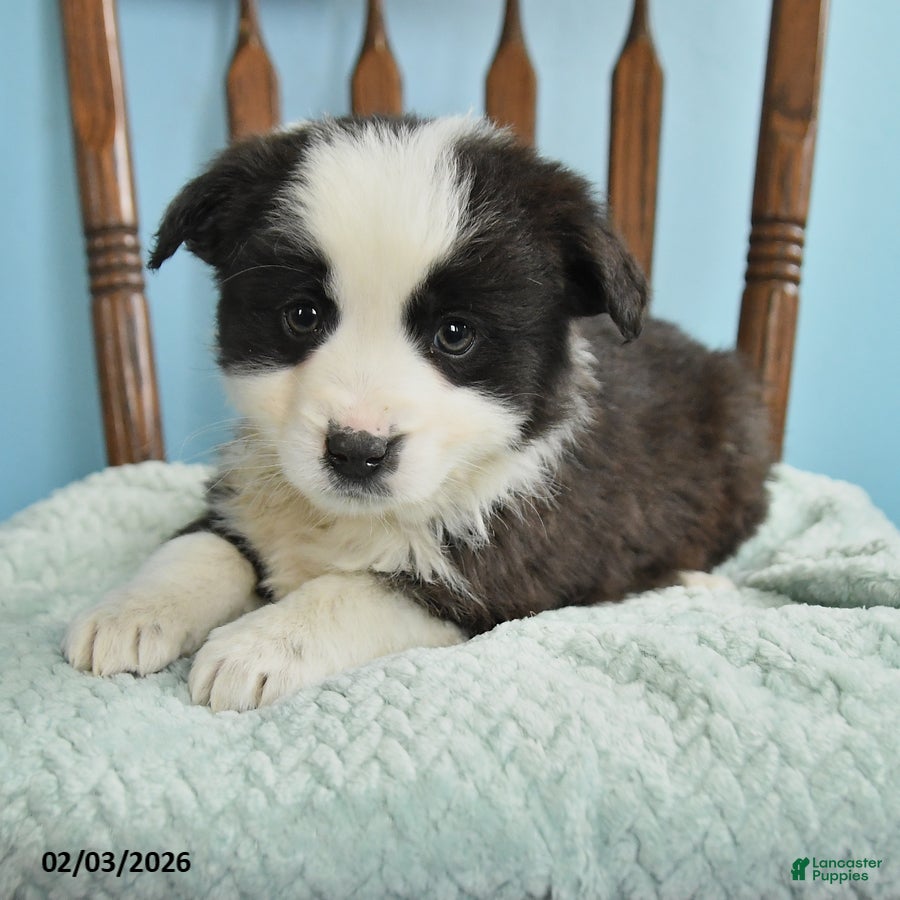 Miniature Australian Shepherd dogs Ceaser - Ad 2