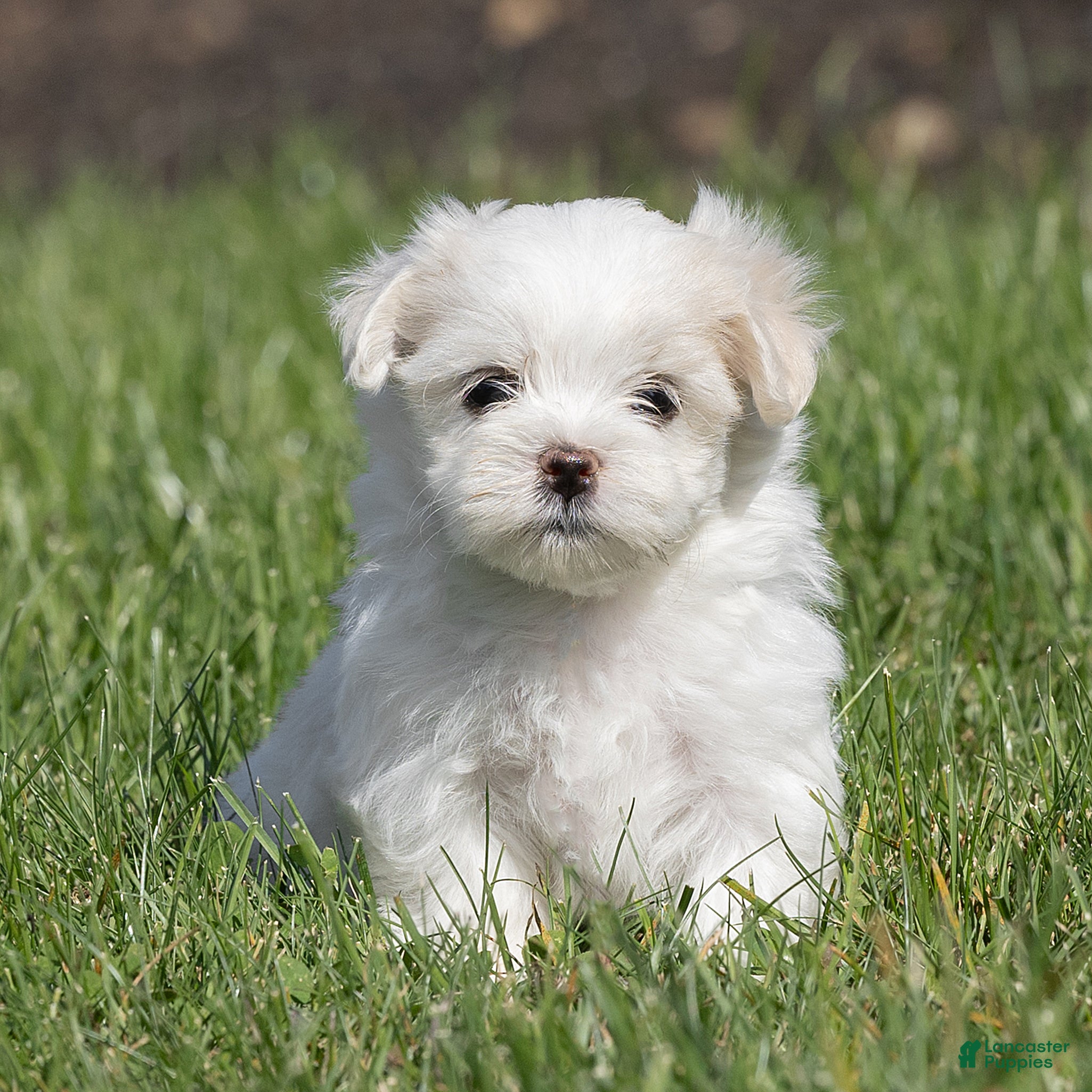 Maltese dogs for sale: Lacie Maltese  - Ad 1