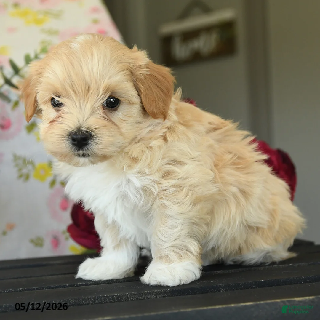 Maltipoo dogs for sale: Spencer - Ad 2