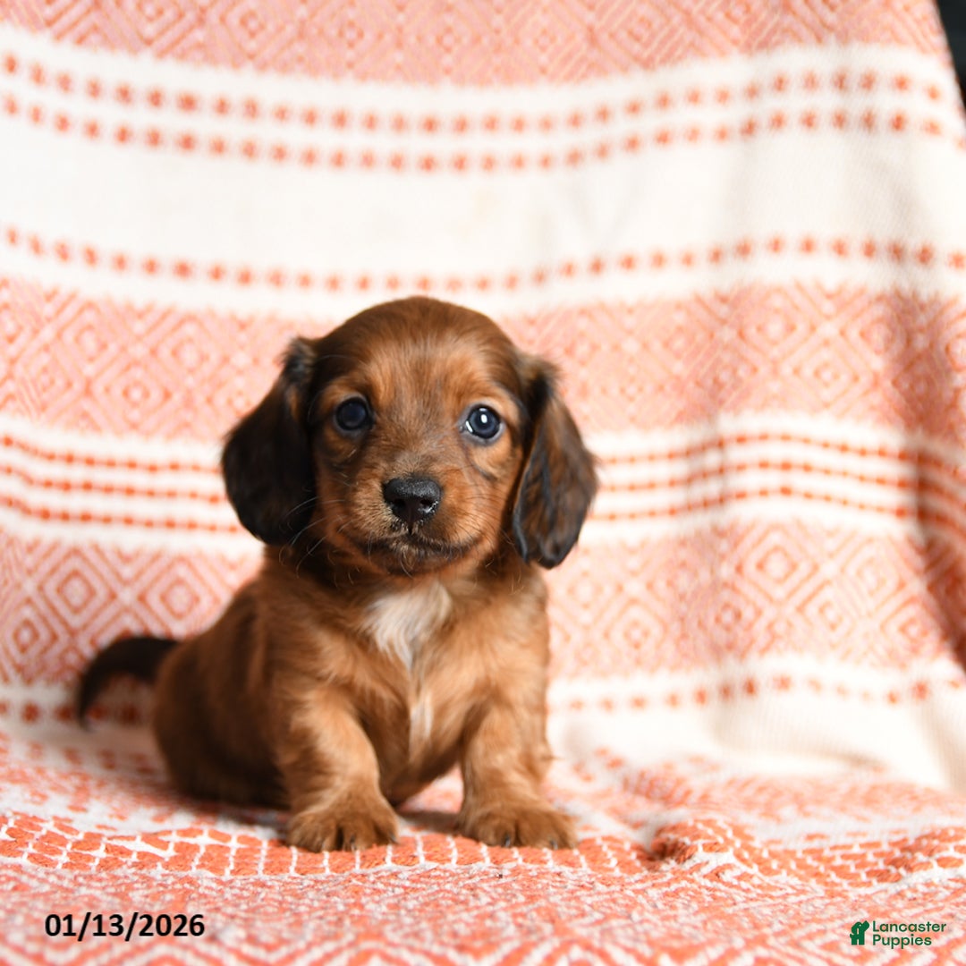 Miniature Dachshund dogs for sale: Kujo - Ad 1
