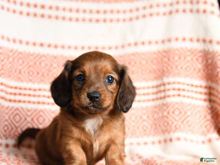 Miniature Dachshund dogs Kujo - Ad 6
