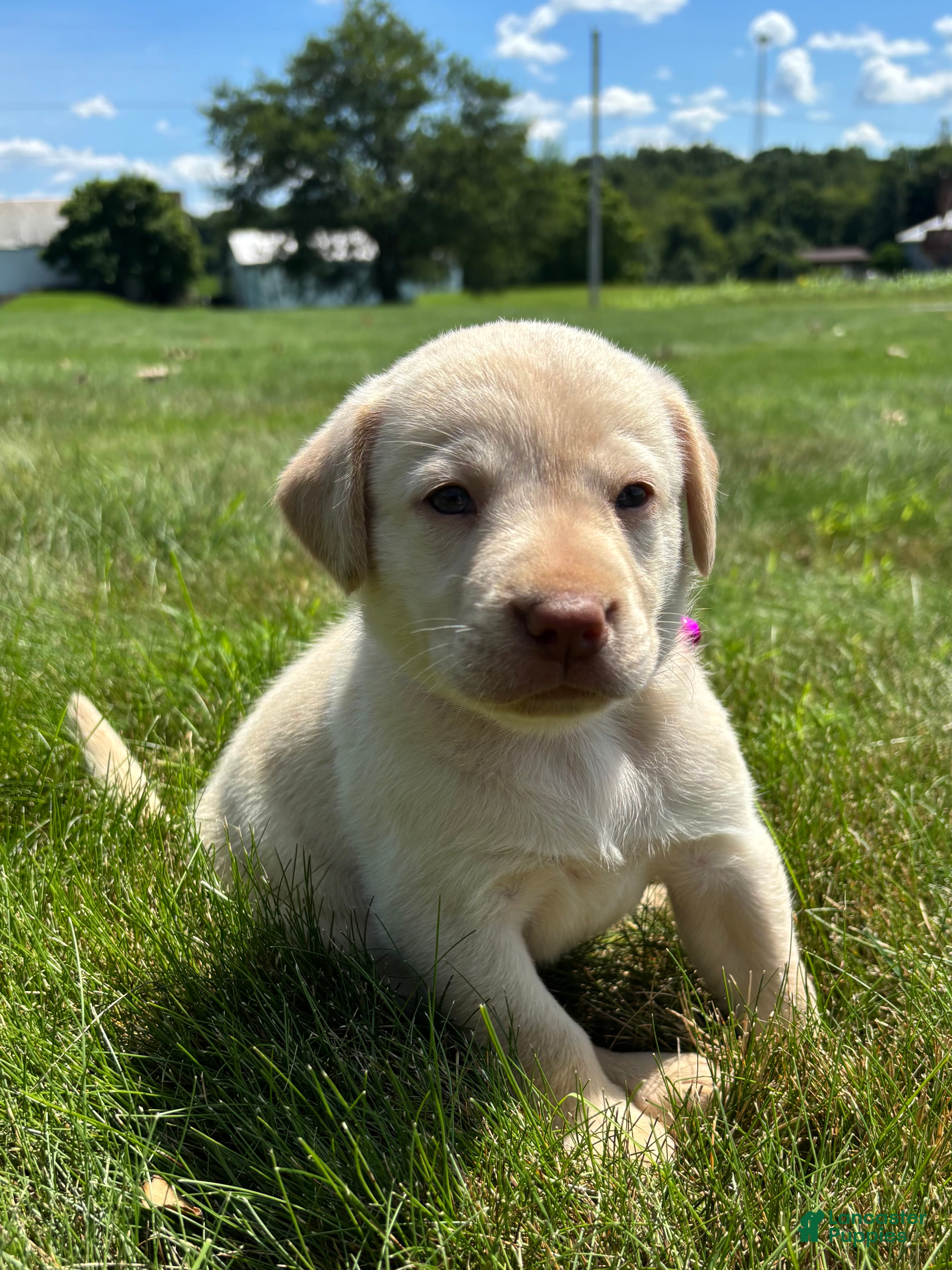 Labrador Retriever dogs Oakley - Ad 1