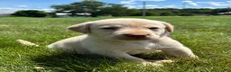 Labrador Retriever dogs for sale: Oakley - Ad 4