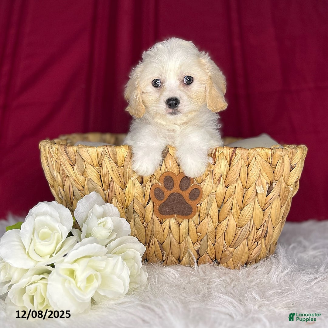 Cavachon dogs for sale: Rudolph - Ad 3