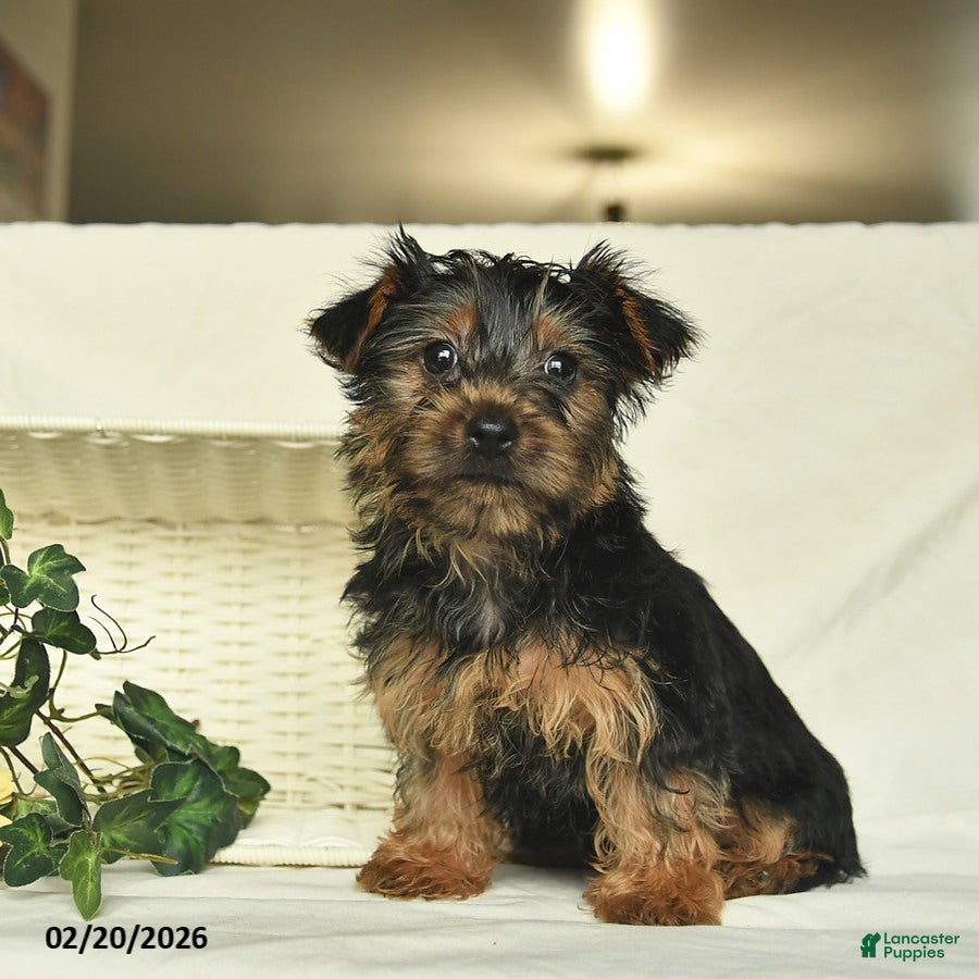 Yorkshire Terrier dogs Roxy  - Ad 1