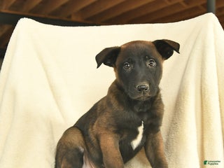 Belgian Malinois dogs Jude - Ad 19