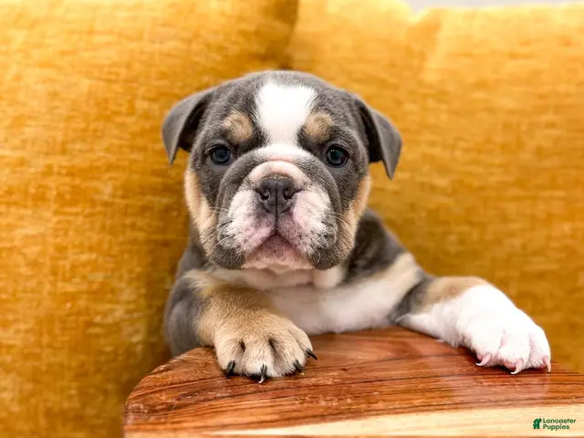 English Bulldog dogs for sale: Margaret - Ad 2