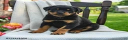 Rottweiler dogs for sale: Lexie - Ad 5