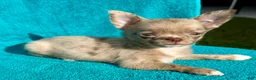 Chihuahua dogs for sale: Merle  - Ad 2