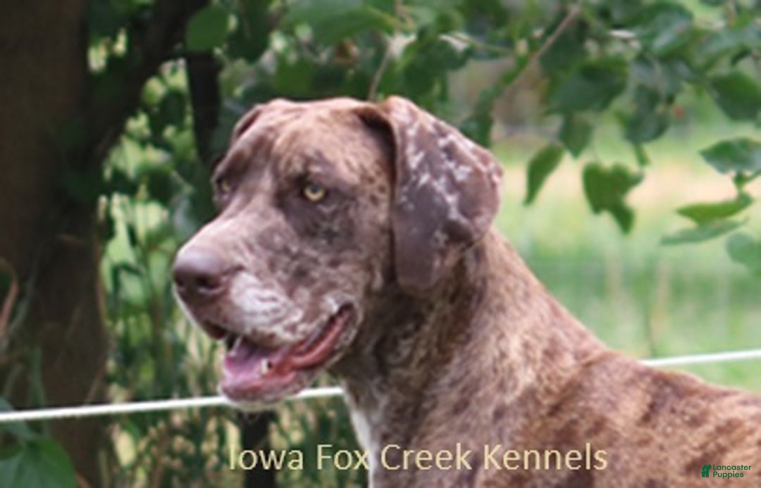 Great Dane dogs for sale: Great Dane Puppy 1 - Ad 6